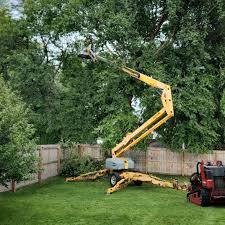 How Our Tree Care Process Works  in  Crowley, TX